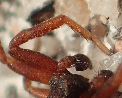 Réf. 248 970 : Ozyptila atomaria